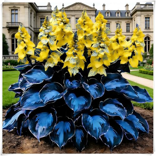 Hosta Mélange de rhizomes vivaces rustiques,Rizoma di Hosta,Caucun arrosage nécessaire, Plantation professionnelle,Onvient pour le printemps et l'automne-4 Rizoma-I