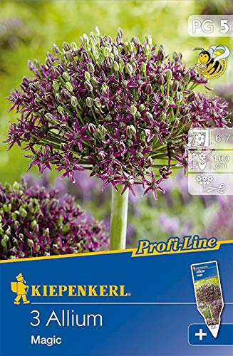 Zierlauch Allium Magic, 3 Stück Blumenzwiebeln