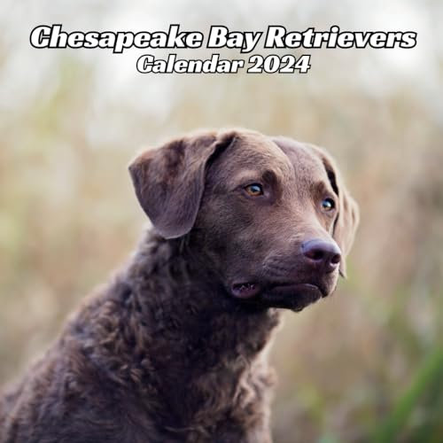 Chesapeake Bay Retrievers Calendar 2024: 12 Months Organizer For Home & Office Organizer From January to December