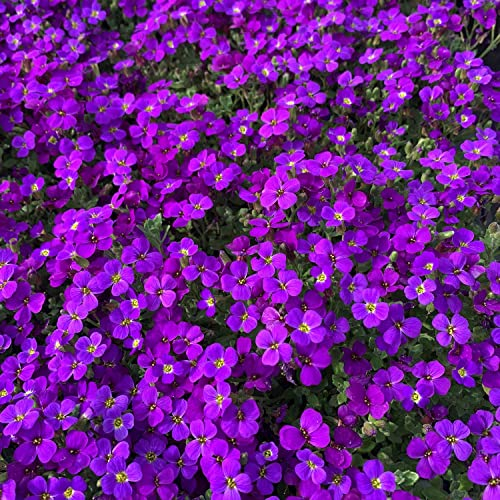 Blaukissen Blaumeise - Aubrietia - dunkelvioletter Bodendecker im 9cm Topf