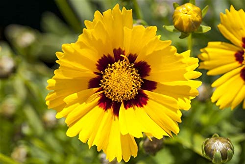 Großblumiges Garten-Mädchenauge Coreopsis grandiflora 'Sonnenkind' Staude im Topf gewachsen