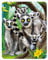 3D LiveLife Magnet - Ring-Tailed Lemurs from Deluxebase. Lenticular 3D Lemur Fridge Magnet. Magnetic decor for kids and adults with artwork licensed from renowned artist, Michael Searle