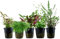AquaOne Aquarium Pflanzen I 5X Wasserpflanzen I Mittelgrund Aquarienpflanzen I Hottonia Lobelia Limnophila Hydrocotyle Hygrophila I Set mit 5 Mittelgrundpflanzen