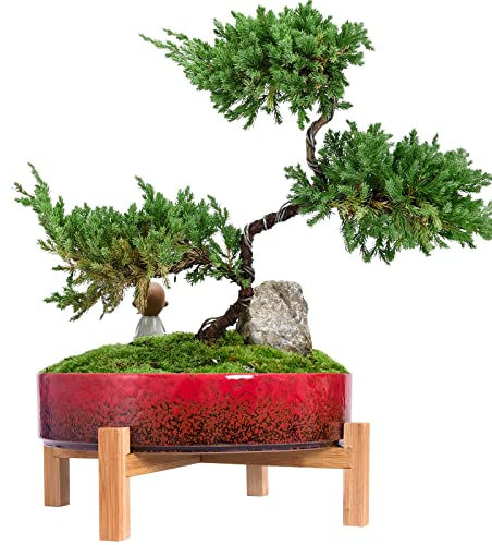 ARTKETTY Plant Pots Indoor, 29 CM Ceramic Bonsai Pot with Drainage Large Succulent Plant Pot for Cactus Plant Garden Decorative Flower Pot with Stand
