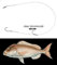terminale Acciaio Doppio Amo Scorrevole Pesca dentice Pesce Serra traina Vivo