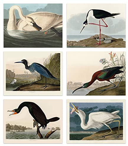 Artery8 Vintage Audubon Birds Collection Set of 6 Unframed Wall Art Prints Bathroom Bedroom Aesthetic Avocet Heron Ibis Cormorant A4