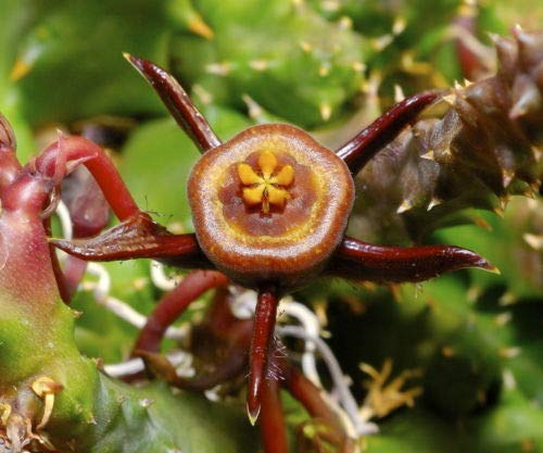 Portal Cool 5 Duvalia caespitosa Semi Orchidee Kaktus Stapelia Selten Keine Huernia Orbea