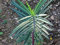Neue frische 100 Stück Euphorbia lathyris Pflanzensamen