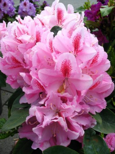 Rhododendron Furnivall's Daughter 30-40 cm hoch im 5 Liter Pflanzcontainer | Winterhart, immergrün & langlebig – blütenreicher Wuchs, ideal für halbschattige Beete, Kübel & Vorgärten