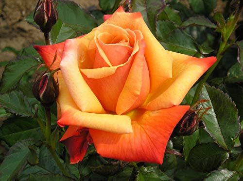 Remember ME - Bareroot Hybrid Tea Garden Rose Bush - Fragrant, Large Orange Toned Beautiful Blooms - Memorial Gift