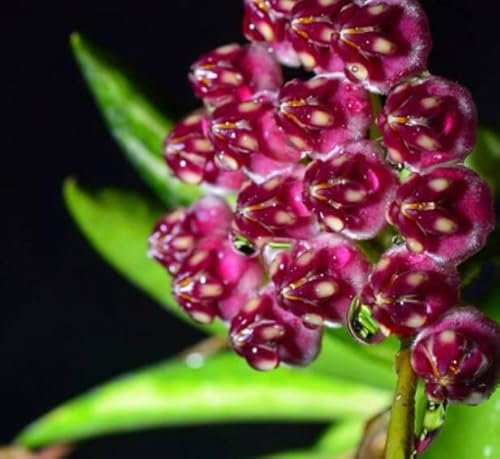 POWERS TO FLOWERS - HOYA WAYETII VARIEGATA TRICOLOR, vaso 12cm diametro, pianta vera