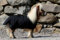 Tysons Breeches 600 D Klett Schwarz Regendecke Decke Minipony Mini Shetty Weidedecke Falabella Fohlen Schwarz 75 cm