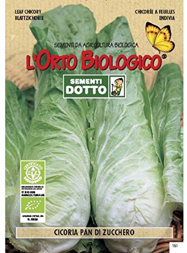 Idroponica Semi biologici di Cicoria Pan di Zucchero