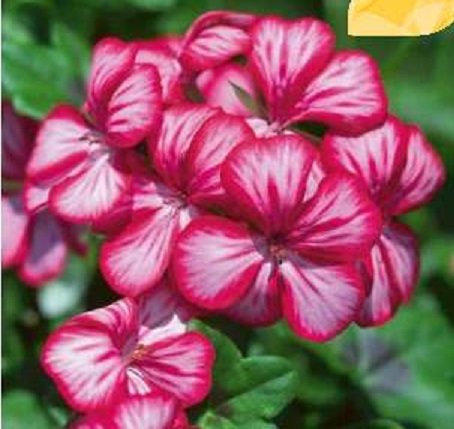 Ivy Geranium Trailing 'Gerainbow™ 'Dark Red Bi-Colour' Plug Plants Pack x6