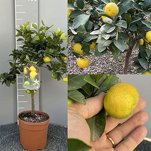 SAVINI VIVAI Zitruspflanze, süße Limette aus Rom oder Pursha, im 20 cm Topf, Höhe 70 cm, 2-3 Jahre Veredelung, hergestellt in Italien