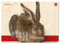 Edition Dürer Zeichenblock gekörnt A3 12 Blatt 130 g/m², Malblock für Kinder und Erwachsene