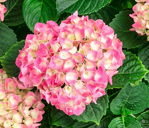 Dehner Bauern-Hortensie, Hydrangea macrophylla, große rote Blüten, 45-55 cm exkl. Pflanztopf, 11 l Topf, Zierstrauch