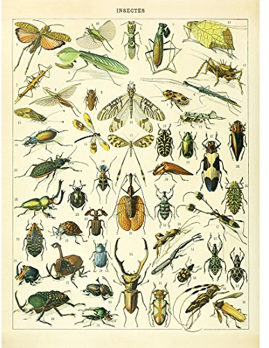 Meishe Art Poster Kunstdrucke Insekten Spezies Rassen Identifizierung Bezug Sammlung Illustrationen Entomologie Jahrgang Plakate Drucken Klassenzimmer Club Wissenschaft Wand Dekor