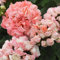 PERZOE Semi di fiori di geranio pelargonium da 20 pezzi, pianta da giardino per la casa in vaso per balcone