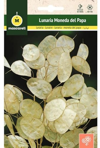 Mascarell Semillas, LUNARIA O MONEDA DEL PAPA, Semillas Flores Exterior para Decoración, 2 Gramos