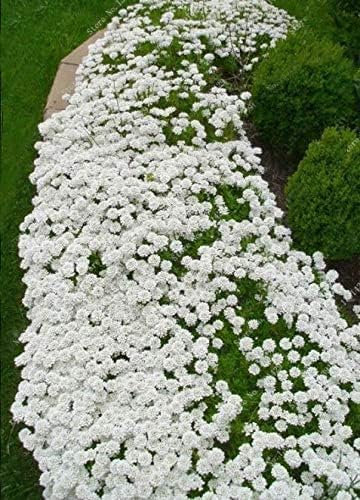 10000 Stück Kriech-Thymian Samen – Mehrjährige, Winterharte Bodendecker-Pflanze, Thymus Serpyllum Blumensamen für Garten, Balkon und Landschaftsgestaltung(Weiß)