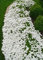 10000 Stück Kriech-Thymian Samen – Mehrjährige, Winterharte Bodendecker-Pflanze, Thymus Serpyllum Blumensamen für Garten, Balkon und Landschaftsgestaltung(Weiß）