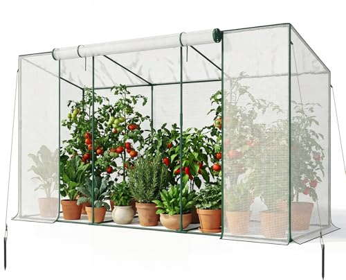 SUNYRISY Tomaten Gewächshaus Klein Foliengewächshaus 300x100x170 cm | Tomatenhaus Tomatenzelt mit Tomatendach, Greenhouse mit Rollentür und Windschutzseil für Balkon Outdoor, Weiß