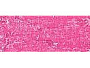 Van Gogh Oil Pastel - Deep rose.5