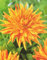 Kaktus Dahlien Großblütig Striped Vulkan Knolle Blumenzwiebel (1)