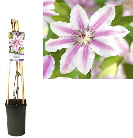 Clematis 'Nelly Moser' - Schlingpflanze - 65-75cm - Ø17cm - Gartenpflanze