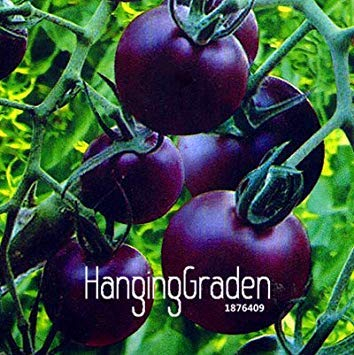 Potseed . Neue Ankunfts-Schokolade Schwarz Tomate, Topf Bio-Gemüse, Obst, Tomatenpflanze für Hausgärten-100 PCS/Pack, 5ISJYA: 21