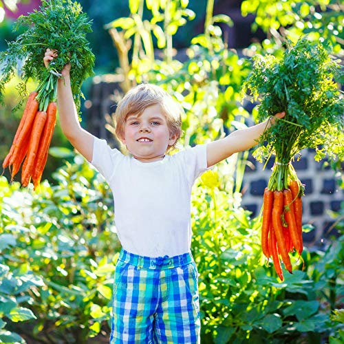 Semi di carota per piantare giardino domestico all'aperto -1000+ semi di carota per piantare - Cimelio di famiglia non OGM