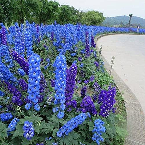 Benoon Delphinium Seeds, 50Pcs / Bag Delphinium Seeds Prolific Flowery Good Harvest Delphinium Ajacis Seeds Per Aiuola Semi di delfinio