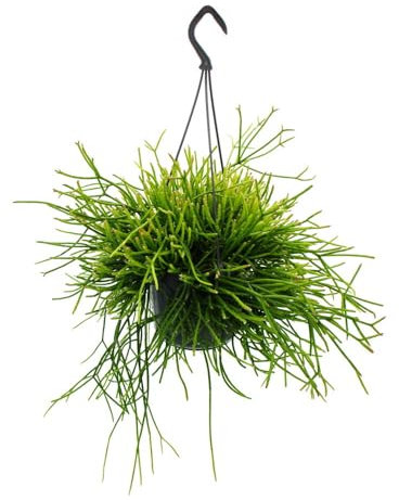 Exotenherz Urban Jungle Elegance - Moderne Kakteen-Ampel mit toller Blattstruktur - Rhipsalis pulchra - 15cm