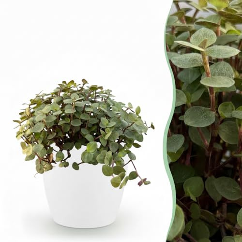 Calissia repens - Katzengras - Haustierfreundlich - Grün - mit Potter White - 17-20cm - Øter Wit - Pot 12cm - Zimmerpflanze - - Pflanze mit Topf