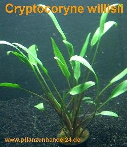 15 Töpfe Cryptocoryne willisii, Wasserpflanzen