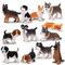EYSCOTA 12PCS Hund Figuren Playset, Realistisch Detaillierte Plastik Welpen Figuren, Handbemalte Mini Hund Figuren Spielzeug Set Kuchen Toppers Geburtstag Geschenk für Kinder Kleinkinder