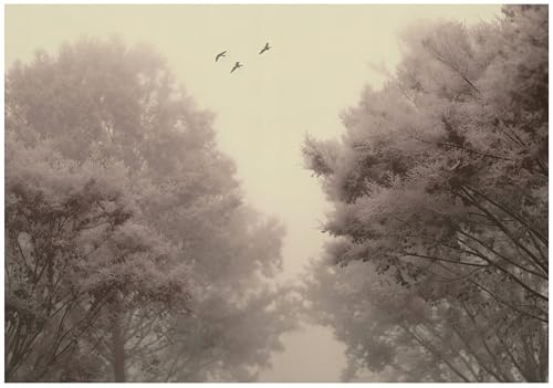 WallArena Vlies Fototapete, Wald, 350x250cm | Fototapeten - Tapeten - für Wohnzimmer Schlafzimmer - Vliestapete Wandtapete Tapete 3D Effekt- inkl. Kleister