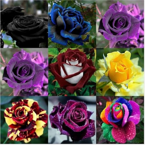 Mitternachtsblau Rosen,Winterhart Mehrjährig,haben einen hohen Zierwert,lange Blütezeit,geeignet für Garten-Balkondekoration,Rosenrhizom,schwarze rosen.-2knolle-O