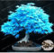 Baumsamen 20 Ahornsamen Bonsai blau Pflanzen Samen Balkon Ahorn Japanischer Ahorn-Baum für Mix Hausgarten