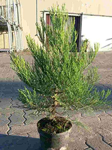 1st. Mammutbaum 40-60cm im Topf Sequoiadendron giganteum Riesenmammutbaum Idealer Solitärbaum