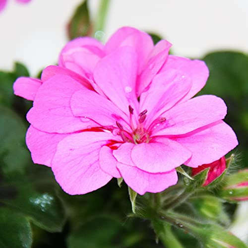 Geranien hängend - Pelargonium peltatum - 12cm Topf - Set mit 6 Pflanzen - helles violett