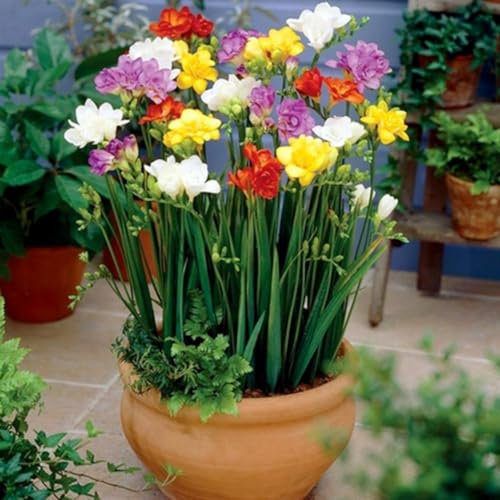 100 Unids Perenne Freesia Semillas de Flores Perfumadas Jardín Interior Bulbos Raros Bonsai Semillas de Jardinería para Plantar Ahora