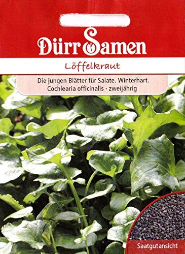 Löffelkraut, winterhart, Cochlearia offinalis, ca. 100 Samen