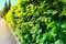 10st. Hainbuche 80-120cm Heckenpflanzen Carpinus betulus Hecke Weißbuche Gartenhecke Hainbuchen Wurzelware