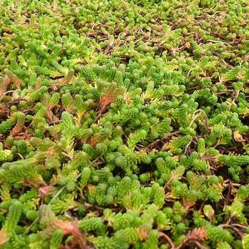 6x Milder Mauerpfeffer - Sedum sexangulare - Topf 9x9cm