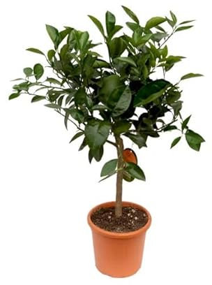 Naranjero Planta Viva para Jardín y Terraza Árbol Naranjo Natural