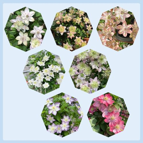 4 pcs clematis winterhart zwiebeln, klematis, winterharte stauden für pralle sonne clematis kletterpflanze balkon pflanzen topfpflanzen für draußen deko wohnzimmer bonsai exotische
