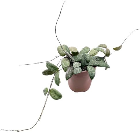 Fangblatt - Hoya sigillatis - Porzellanblume/Wachsblume - pflegeleichte Zimmerpflanze für Ihr Zuhause