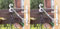 Shop4allsorts Set Of 2 White Hanging Basket Bracket 14 Inch 35cm Metal Flower Basket Hanger Hook